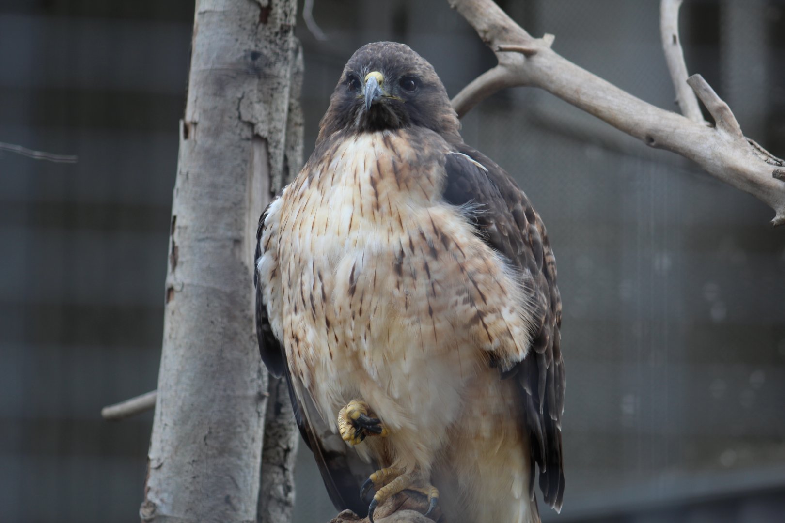 Ferruginous Hawk