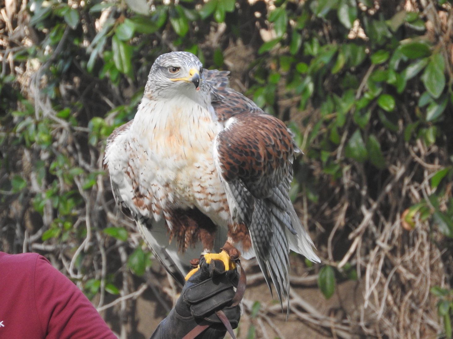 Ferruginous Hawk