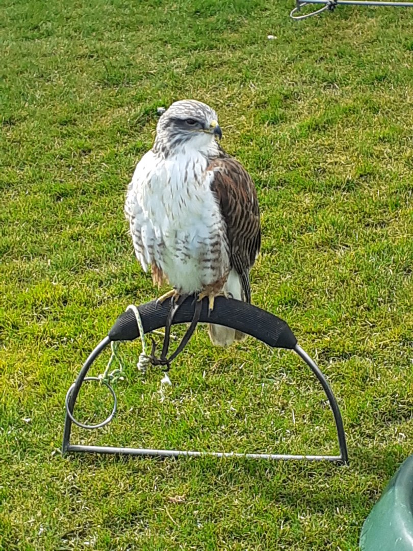 Ferruginous hawk