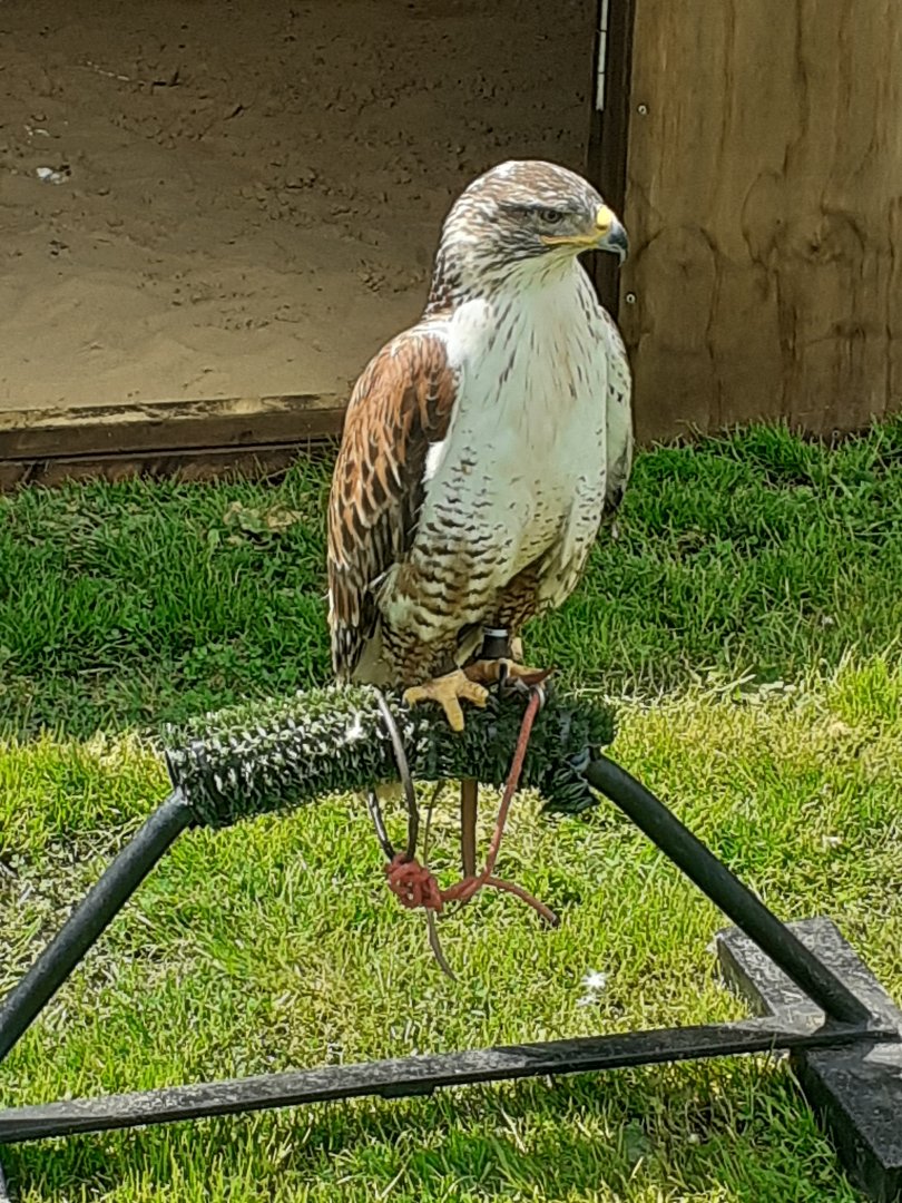 Ferruginous hawk