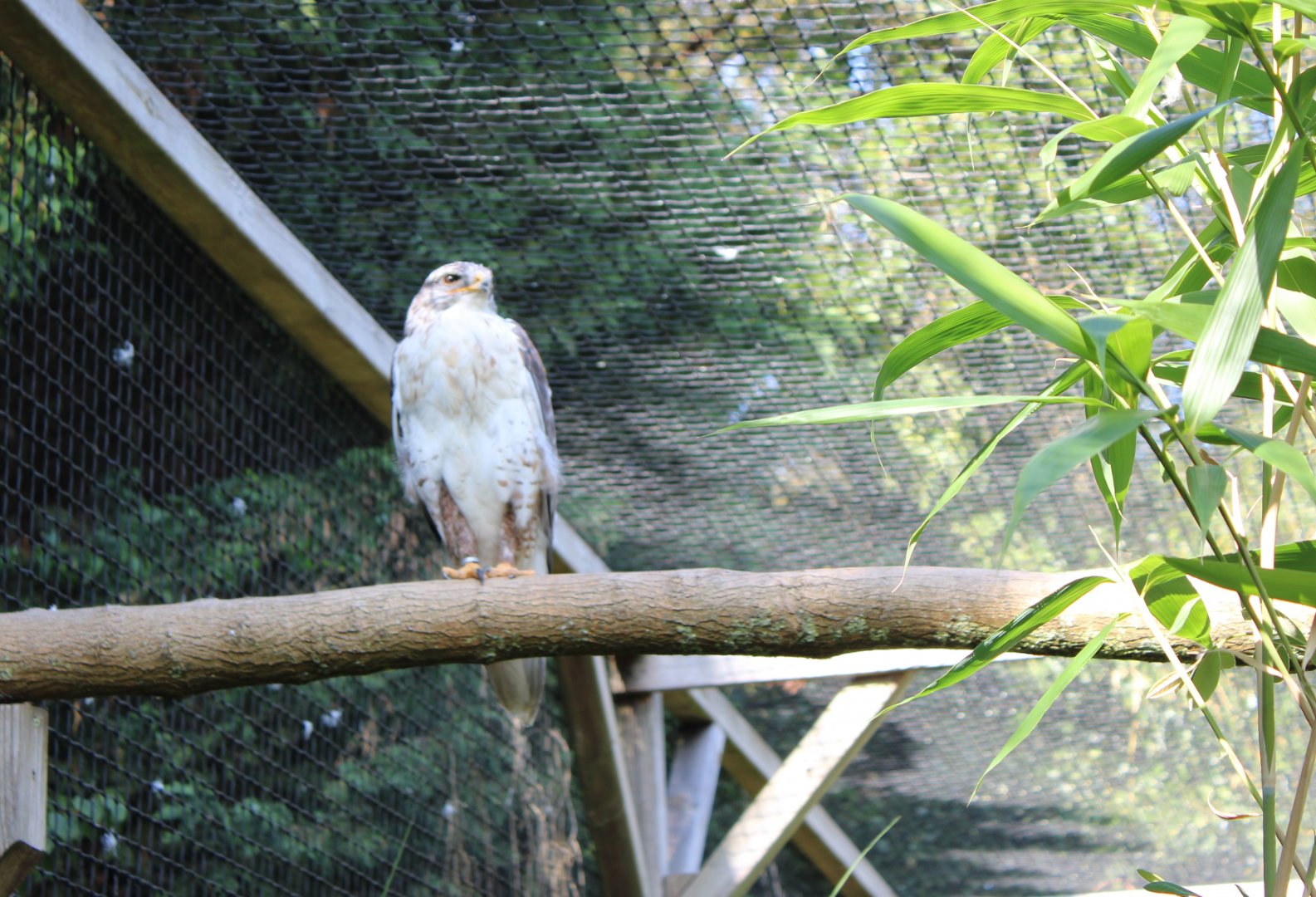 Ferruginous hawk