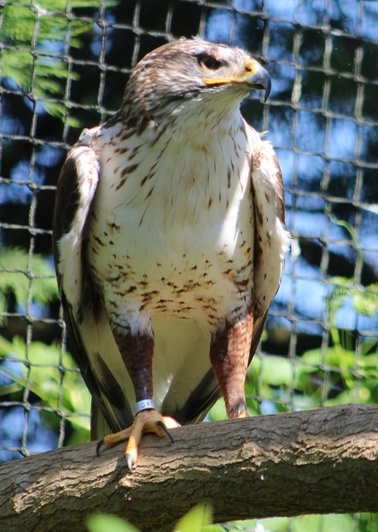 Ferruginous hawk