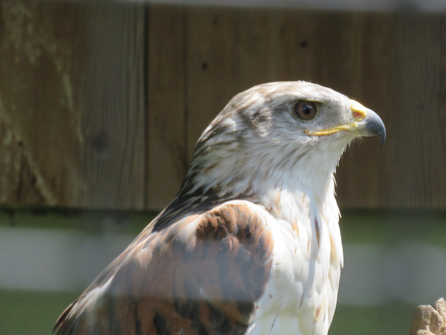 Ferruginous hawk