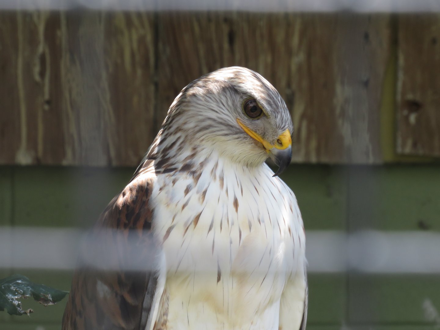 Ferruginous hawk