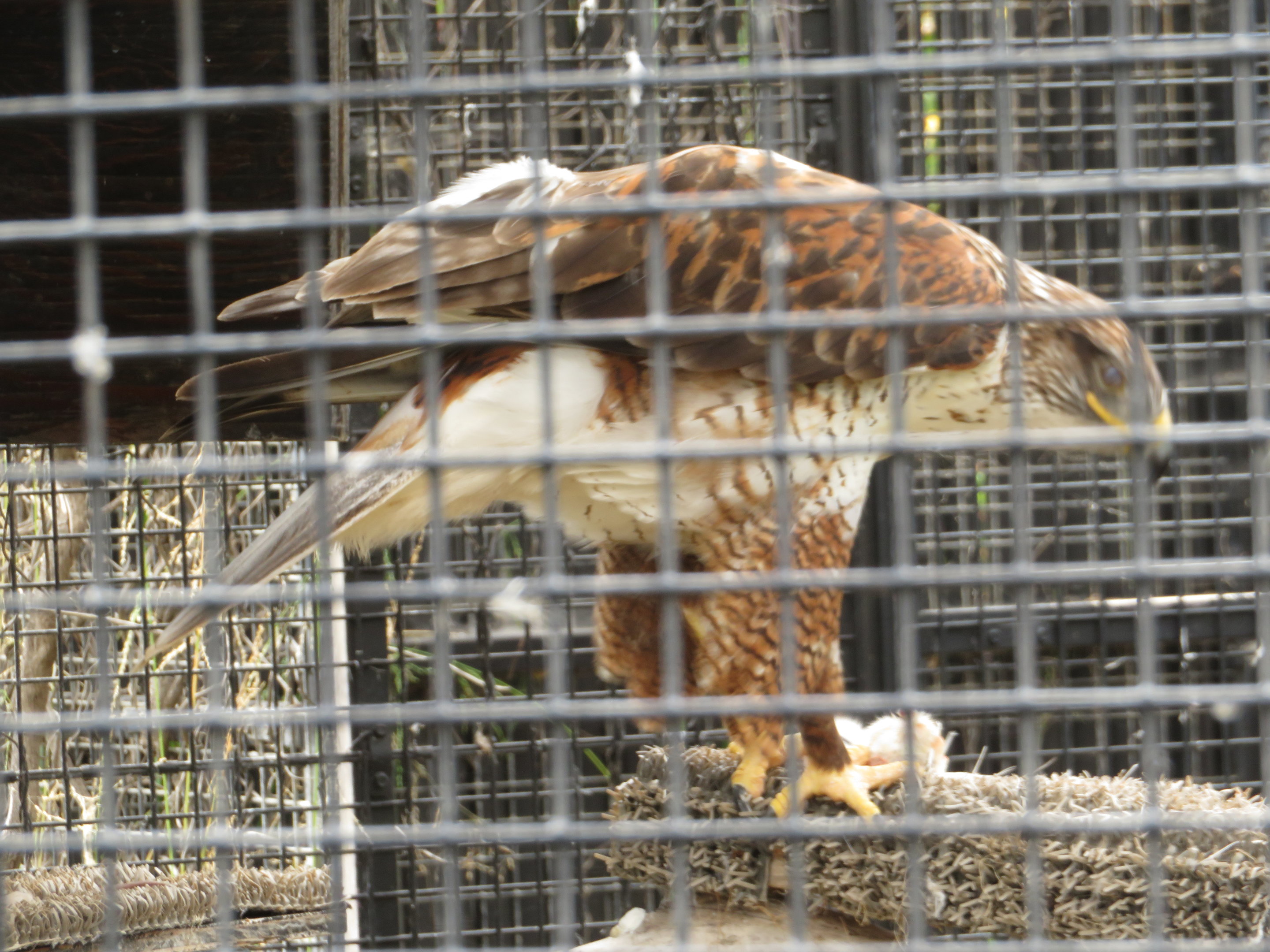 Ferruginous Hawk