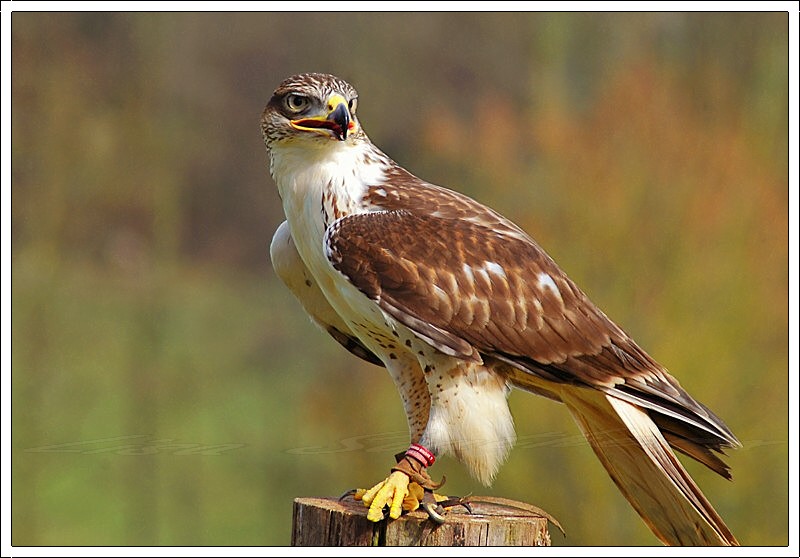Ferruginous Hawk