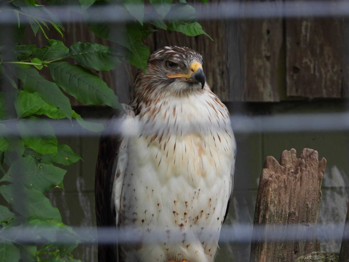 Ferruginous hawk