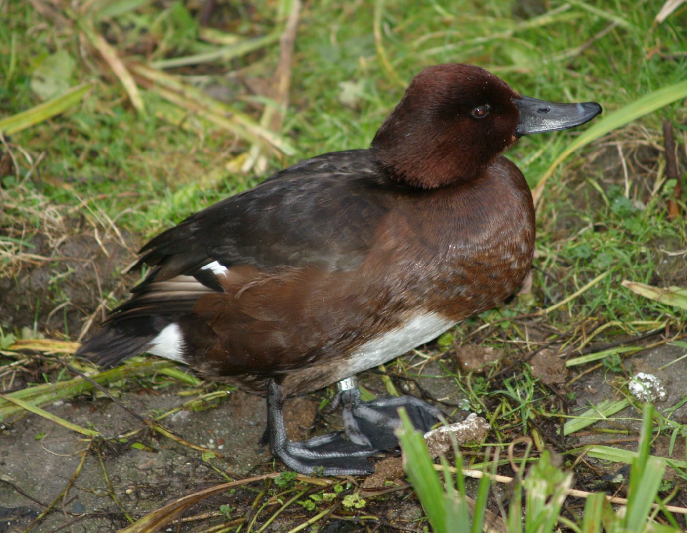 Ferruginous pochard (Aythya nyroca), 2006-12-31
