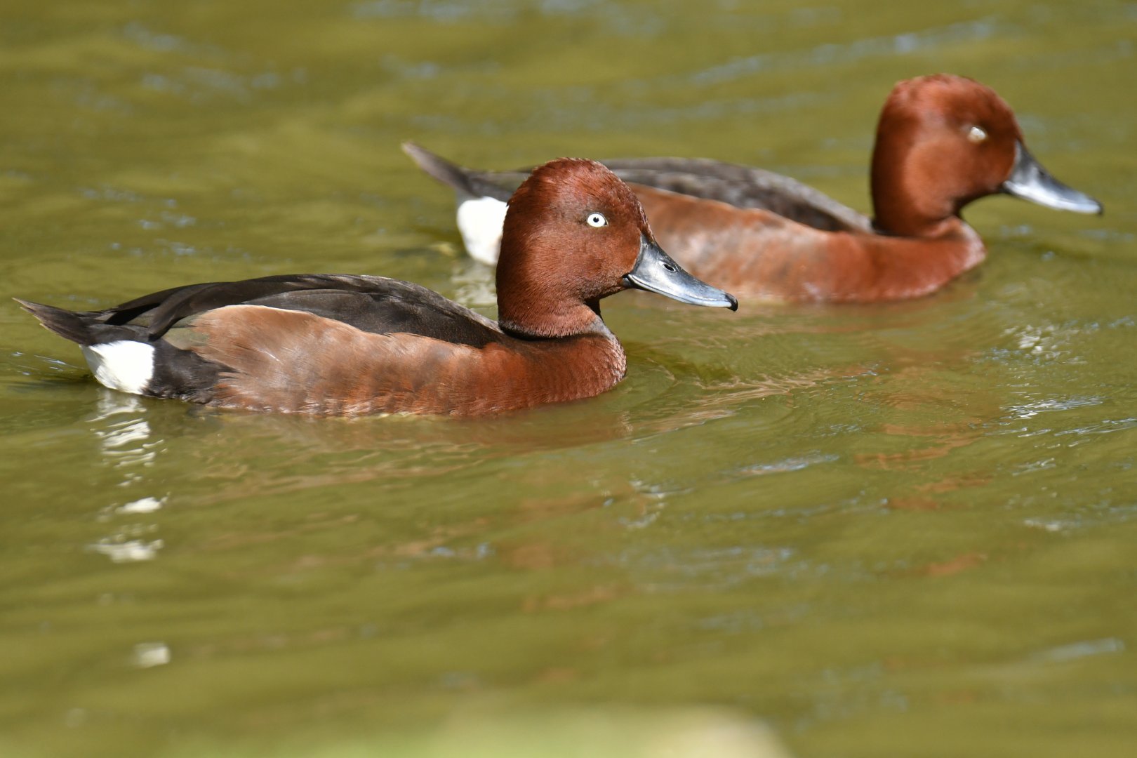Ferruginous Pochard Aythya nyroca