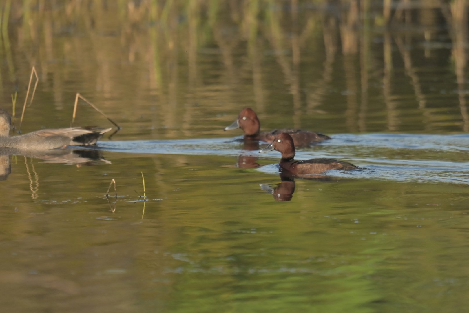 Ferruginous Pochard Aythya nyroca