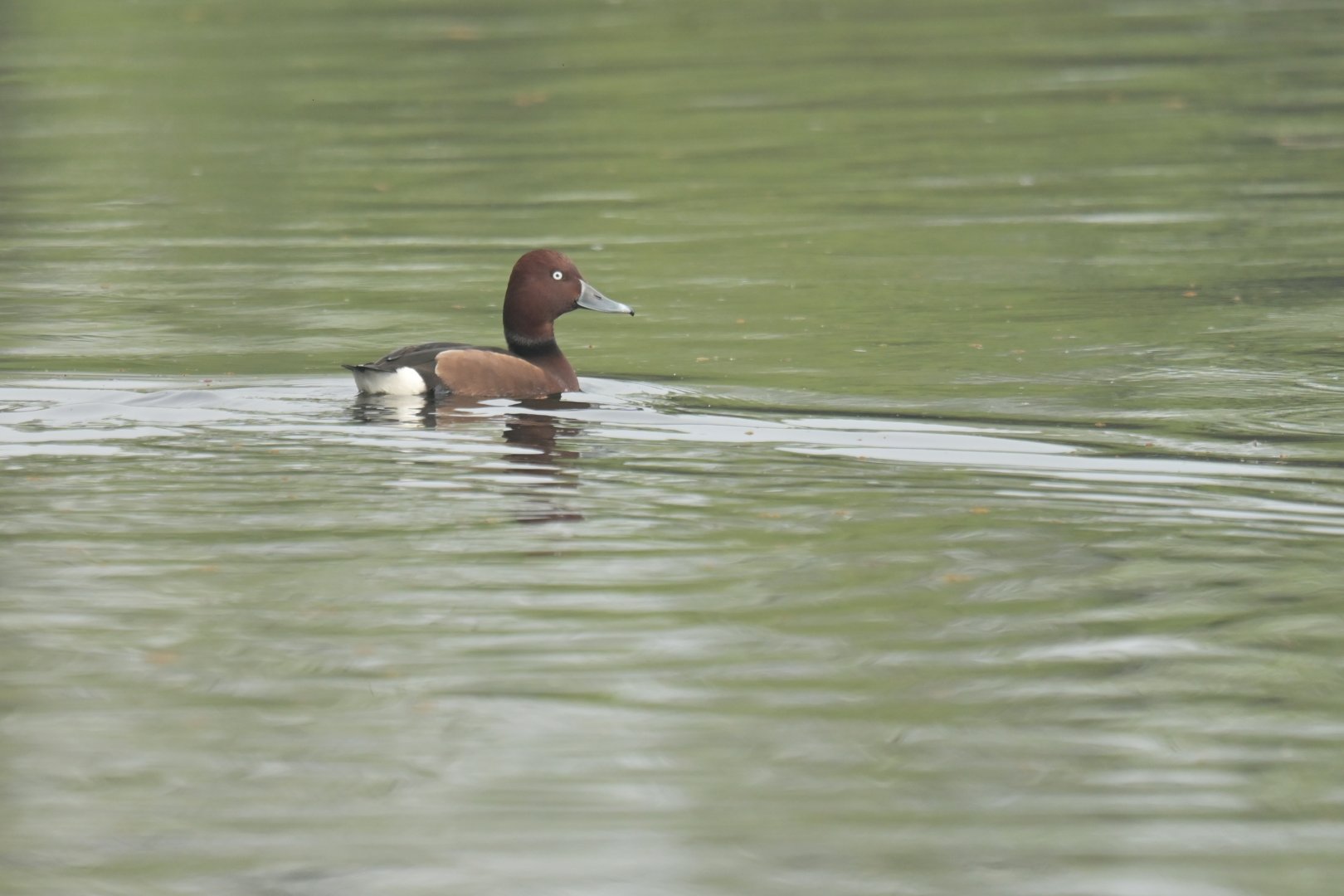 Ferruginous Pochard Aythya nyroca