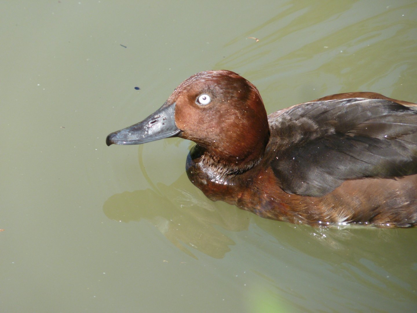 Ferruginous Pochard, male