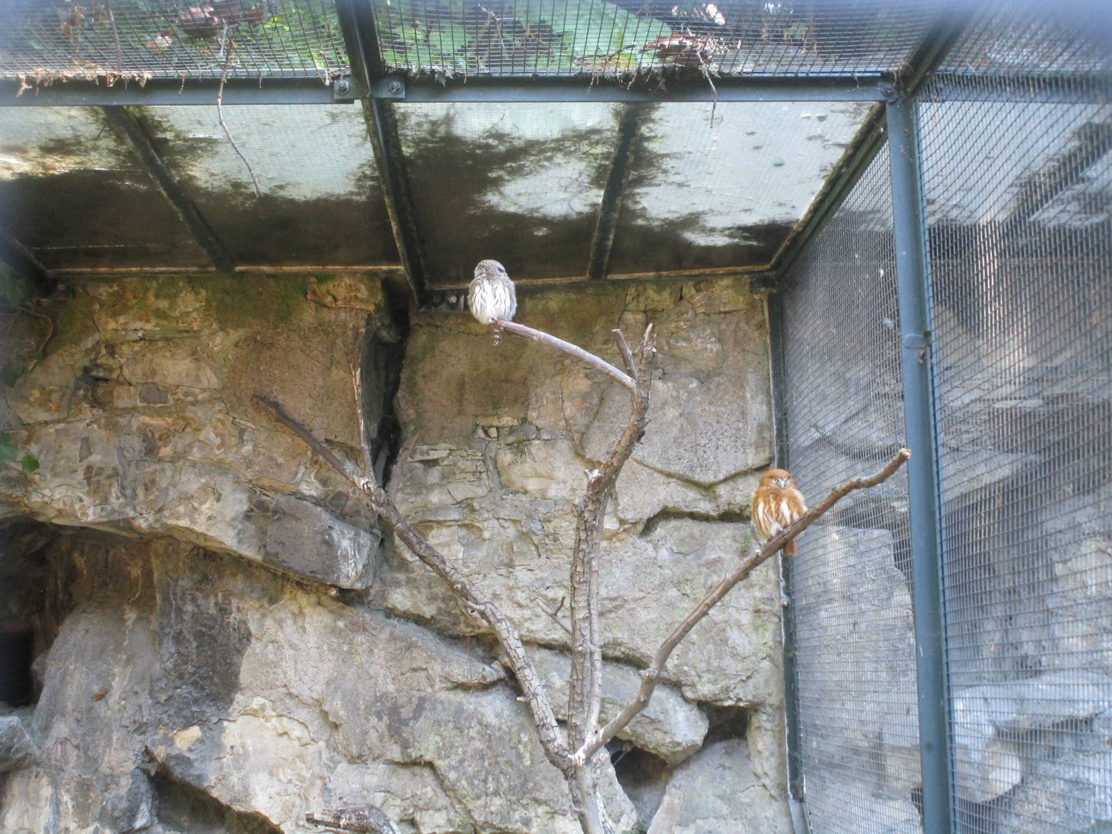Ferruginous Pygmy Owl - 3/7/15