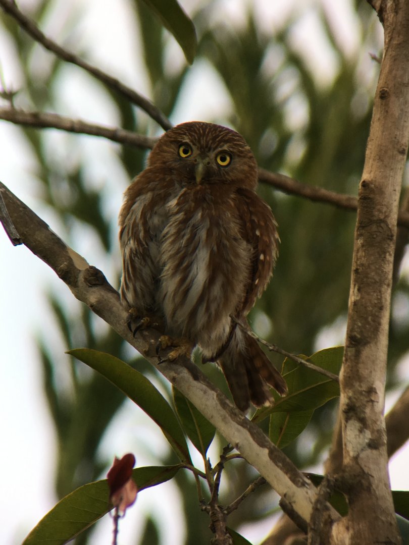 Ferruginous Pygmy Owl - Apr 2019