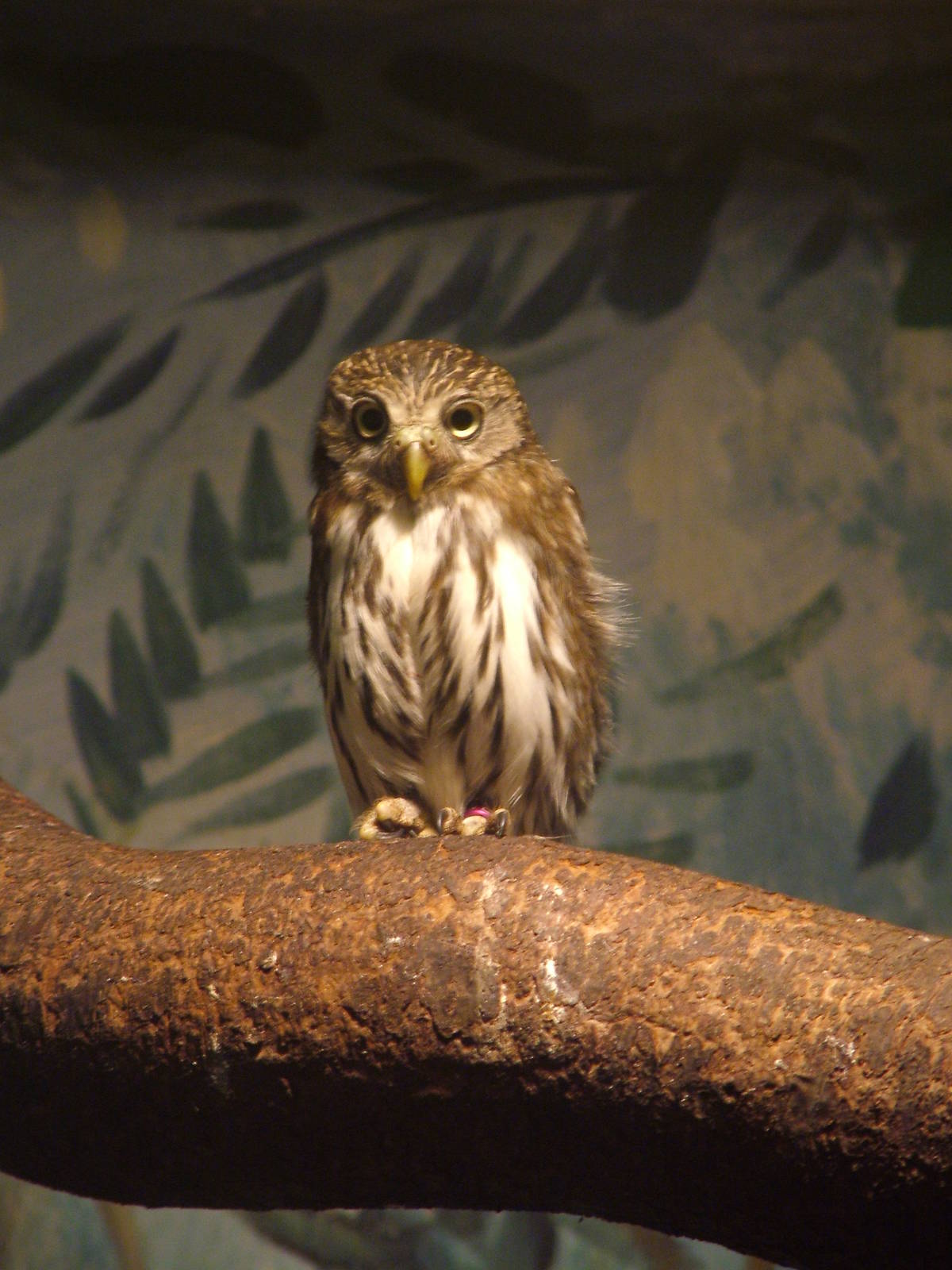 Ferruginous Pygmy Owl at Blackbrook 03/04/10
