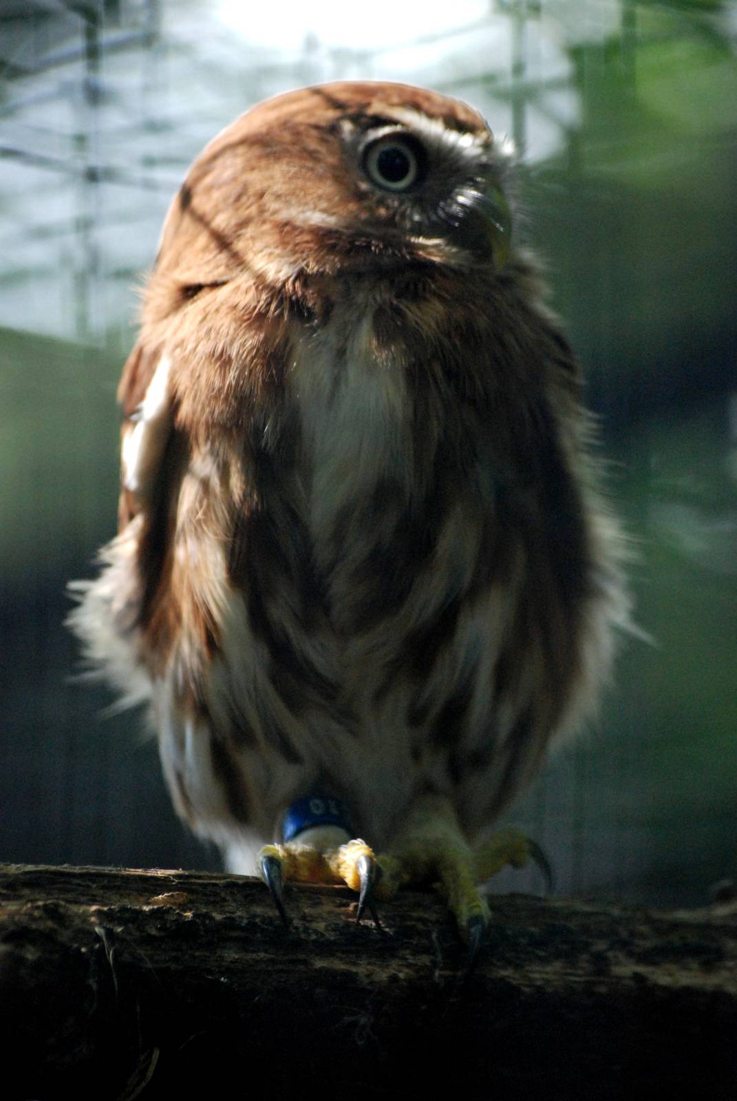 Ferruginous Pygmy Owl at De Paay, 02/06/12