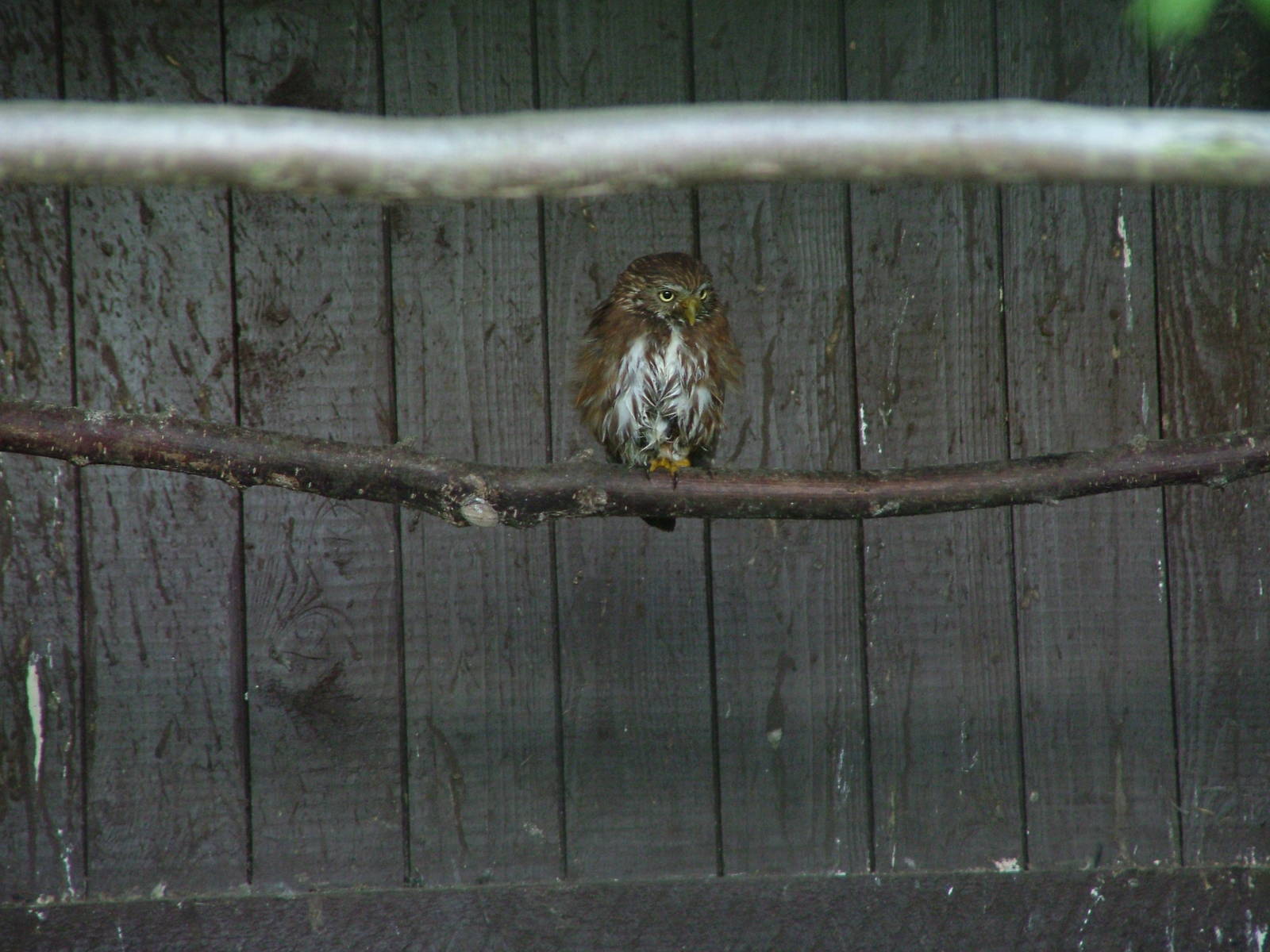 Ferruginous Pygmy Owl at Niendorf 05/09/07