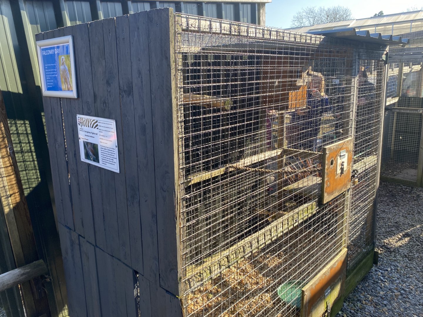 Ferruginous pygmy owl aviary 020325