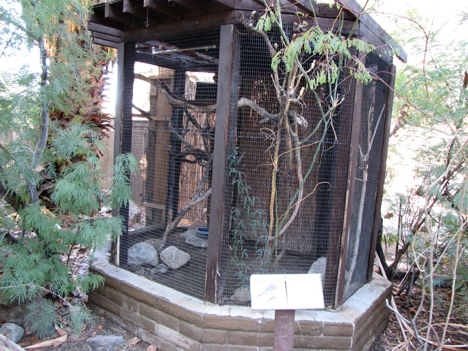 Ferruginous Pygmy Owl Aviary