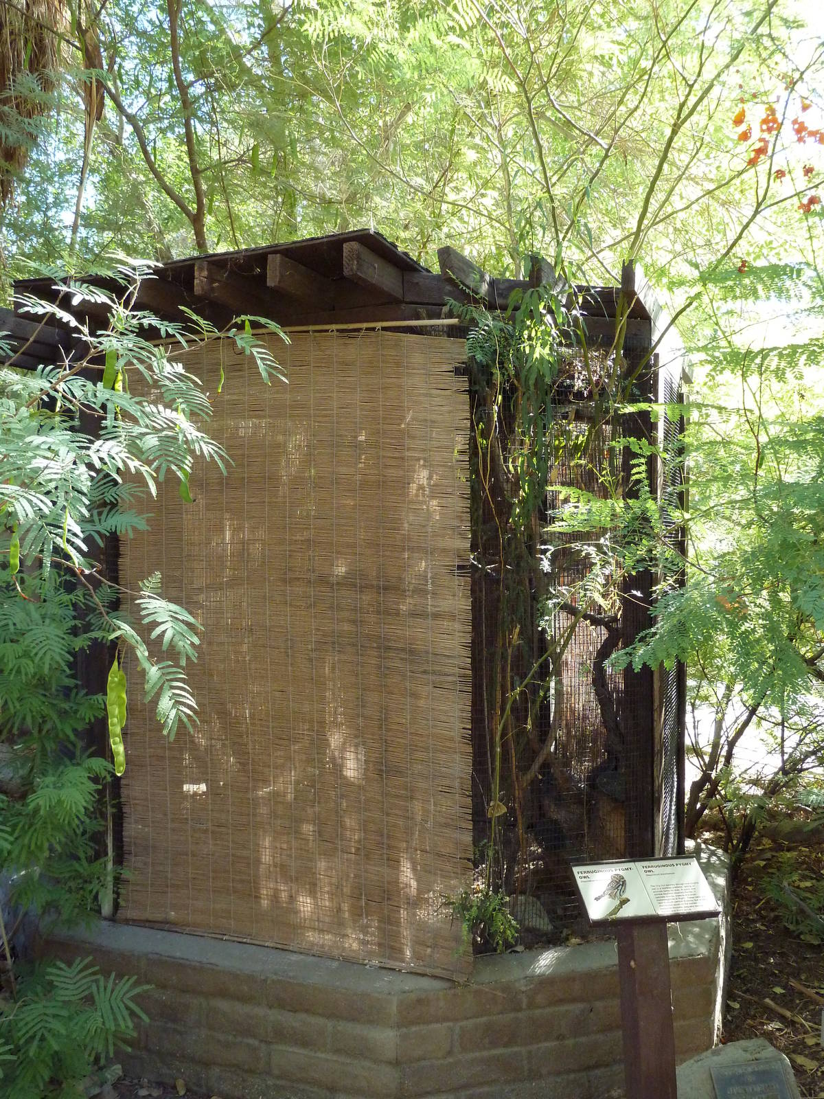 Ferruginous Pygmy Owl Exhibit