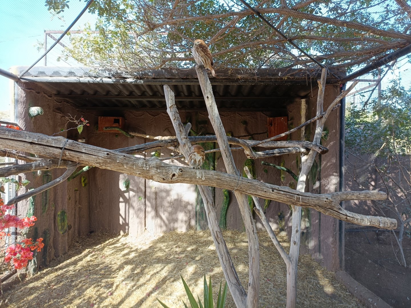 Ferruginous pygmy owl exhibit