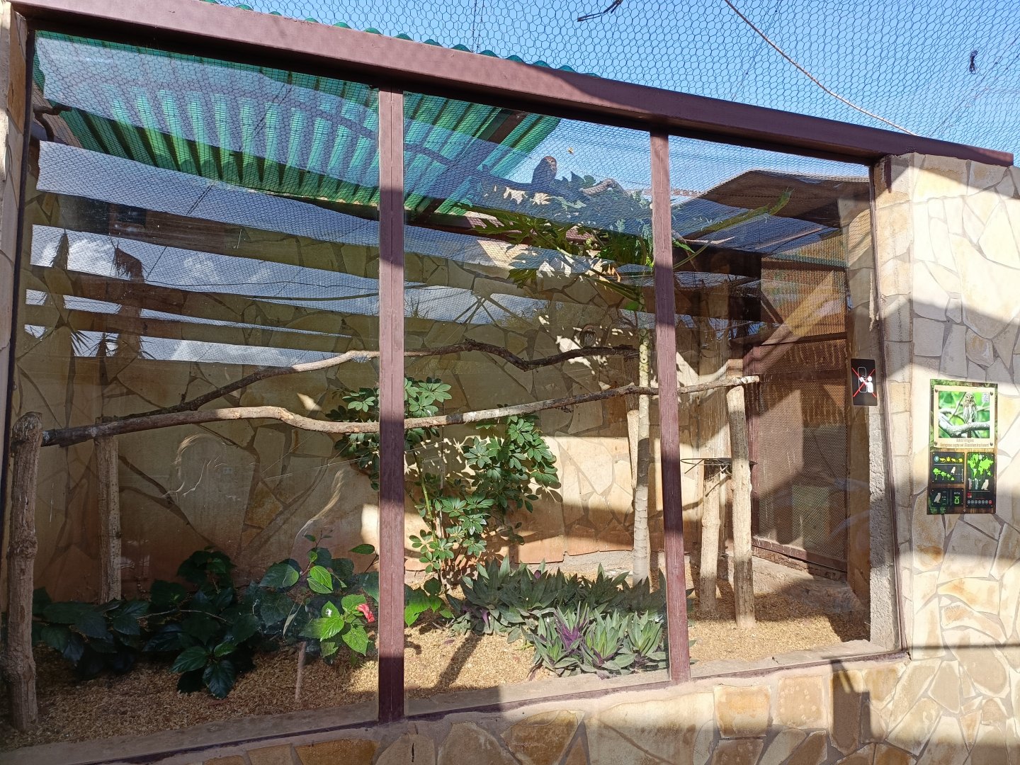 Ferruginous pygmy owl exhibit