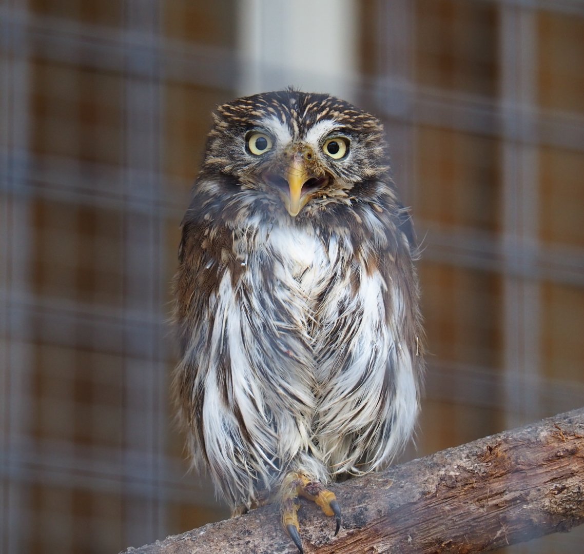 Ferruginous pygmy owl (Glaucidium brasilianum), 2019-04-06