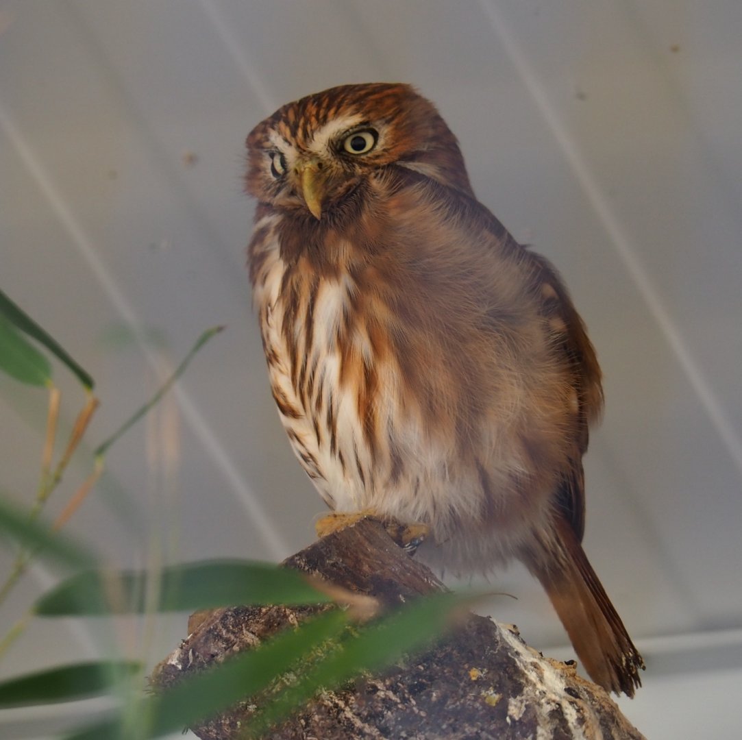 Ferruginous pygmy owl (Glaucidium brasilianum), 2019-04-06