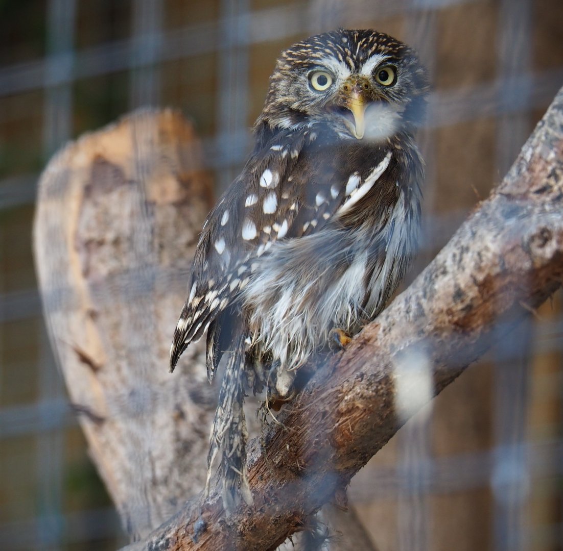 Ferruginous pygmy owl (Glaucidium brasilianum), 2019-04-06