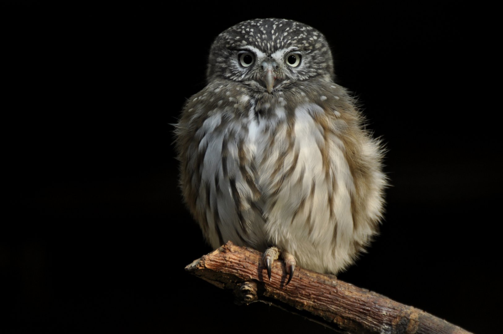 Ferruginous pygmy owl (Glaucidium brasilianum)