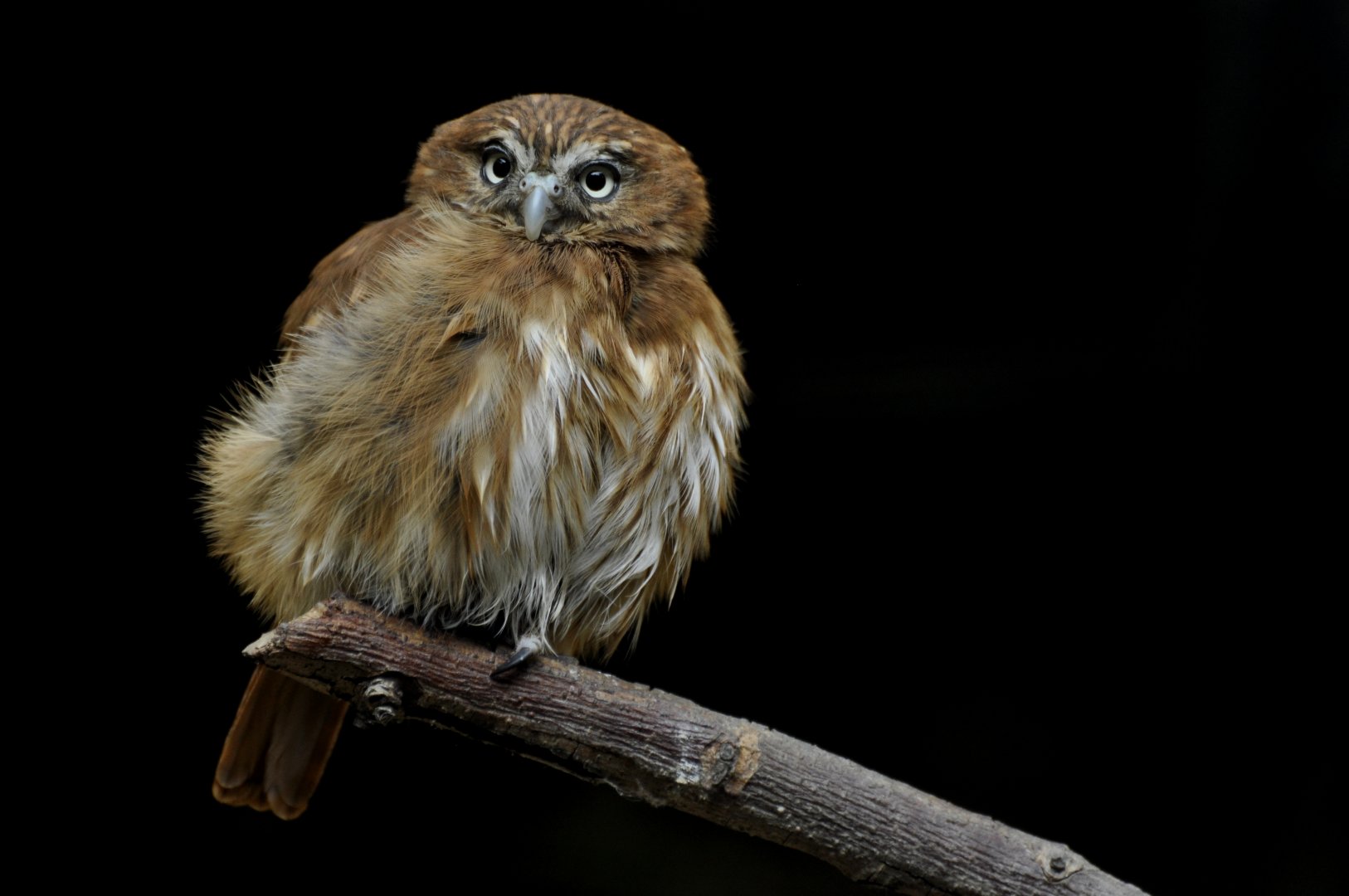Ferruginous pygmy owl (Glaucidium brasilianum)