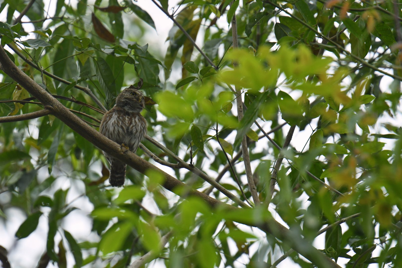 Ferruginous Pygmy-Owl (Glaucidium brasilianum)