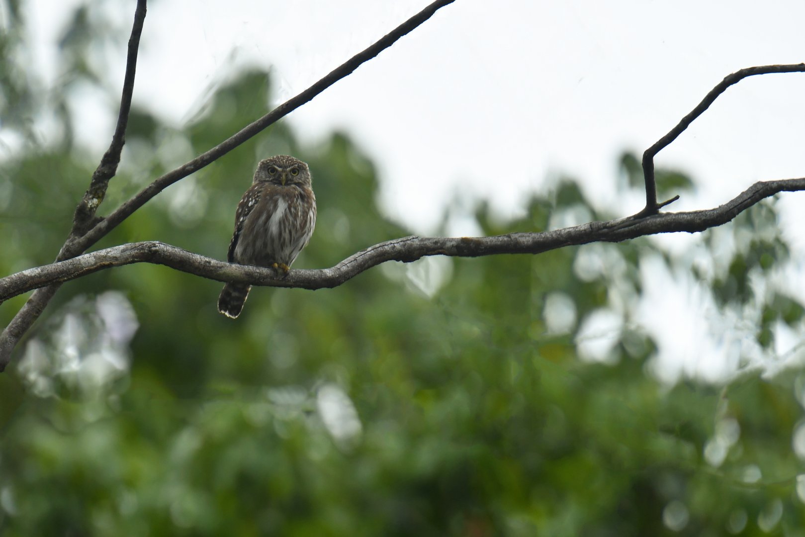 Ferruginous Pygmy-Owl (Glaucidium brasilianum)