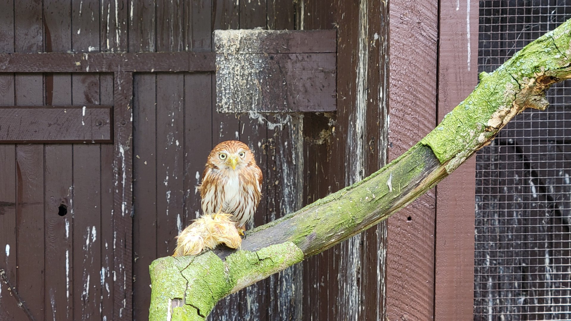 Ferruginous pygmy-owl (Glaucidium brasilianum)
