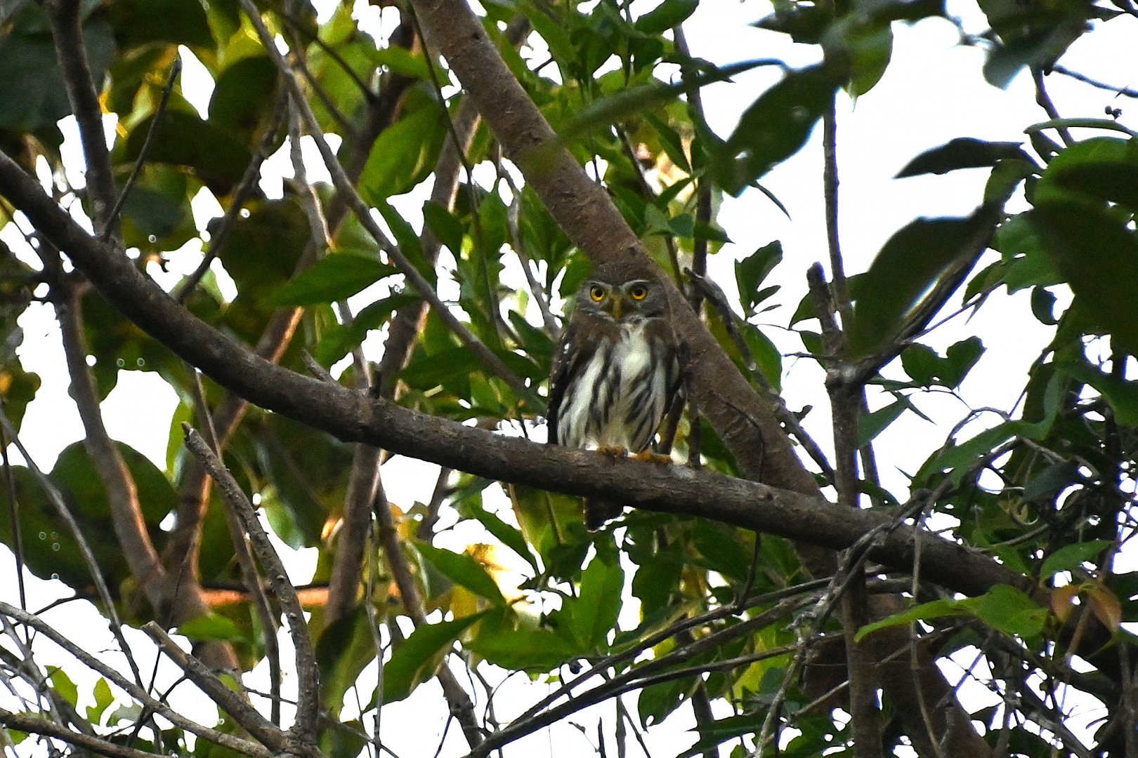 Ferruginous pygmy owl (Glaucidium brasilianum)