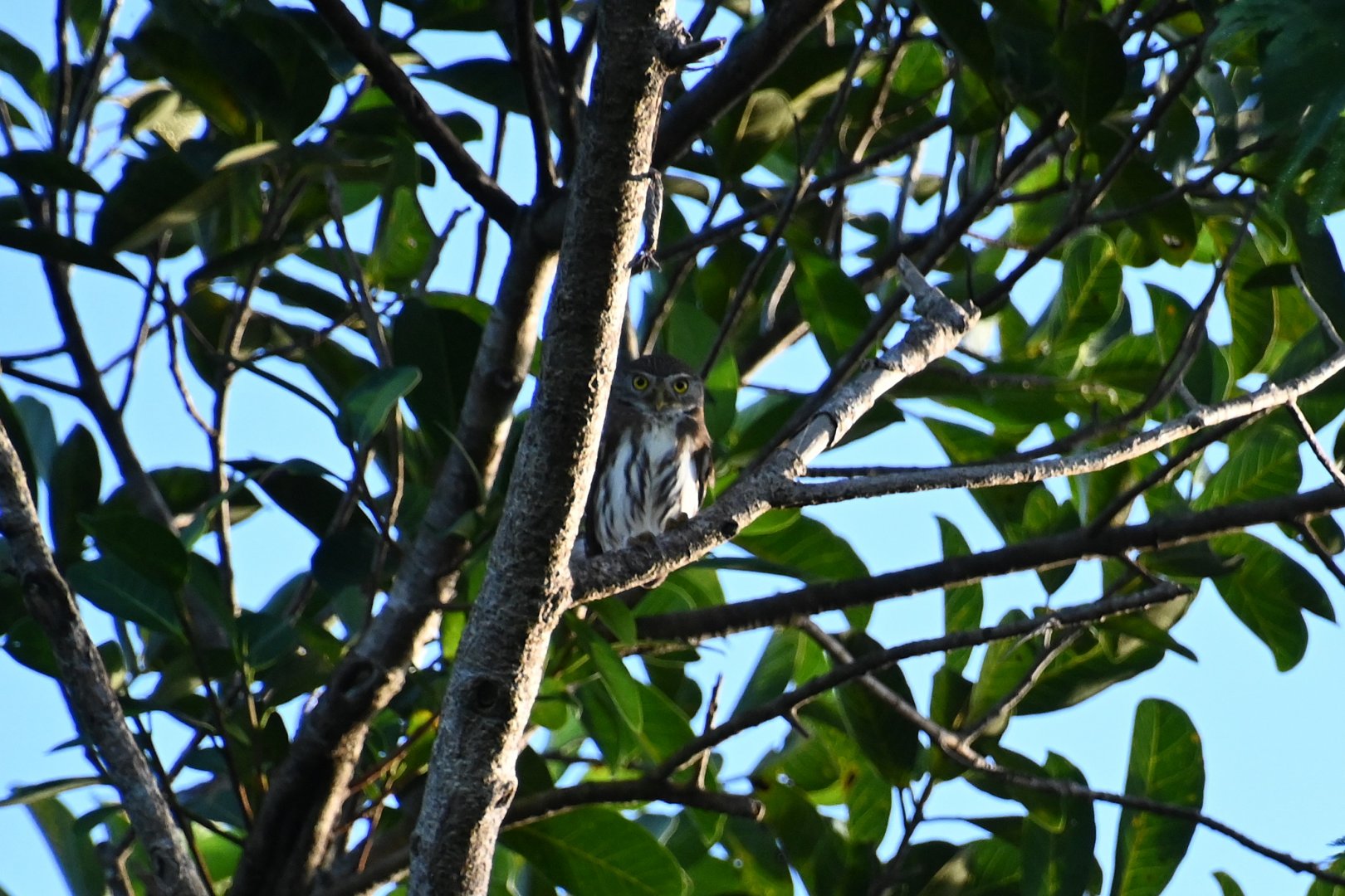 Ferruginous pygmy owl (Glaucidium brasilianum)