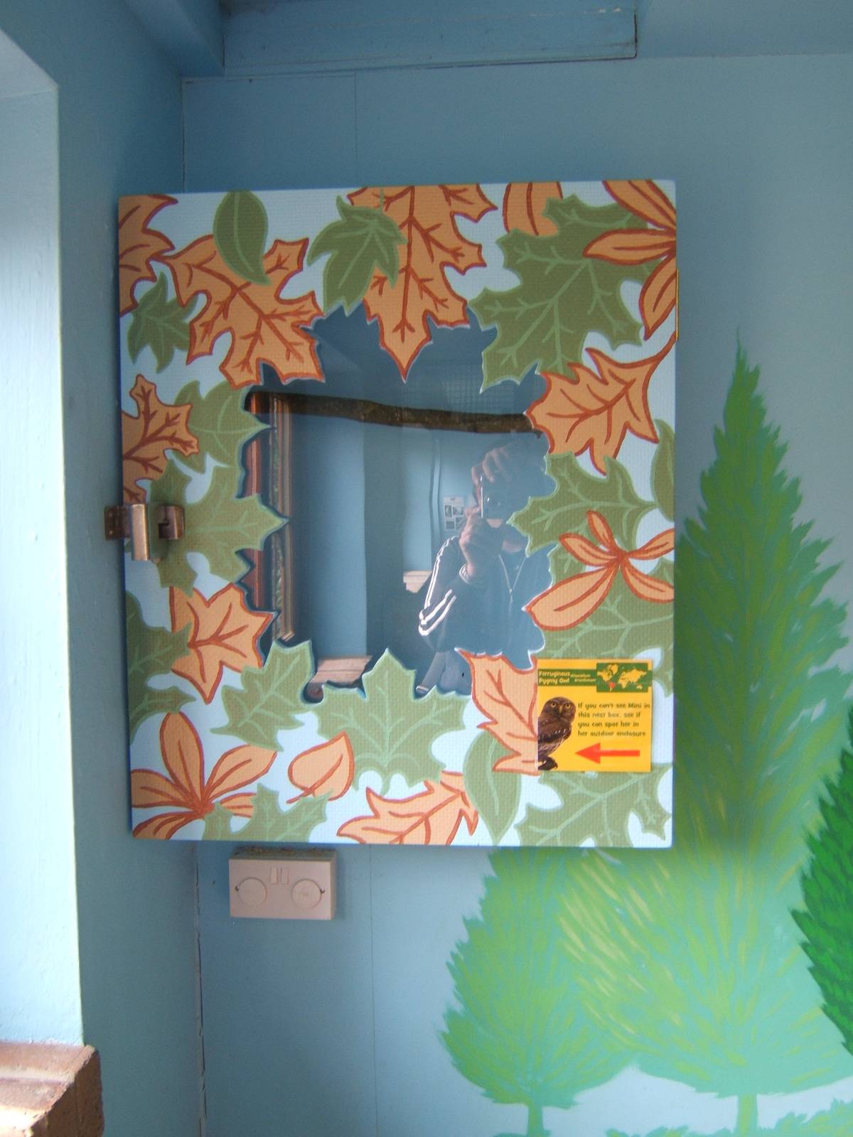 Ferruginous Pygmy Owl indoor