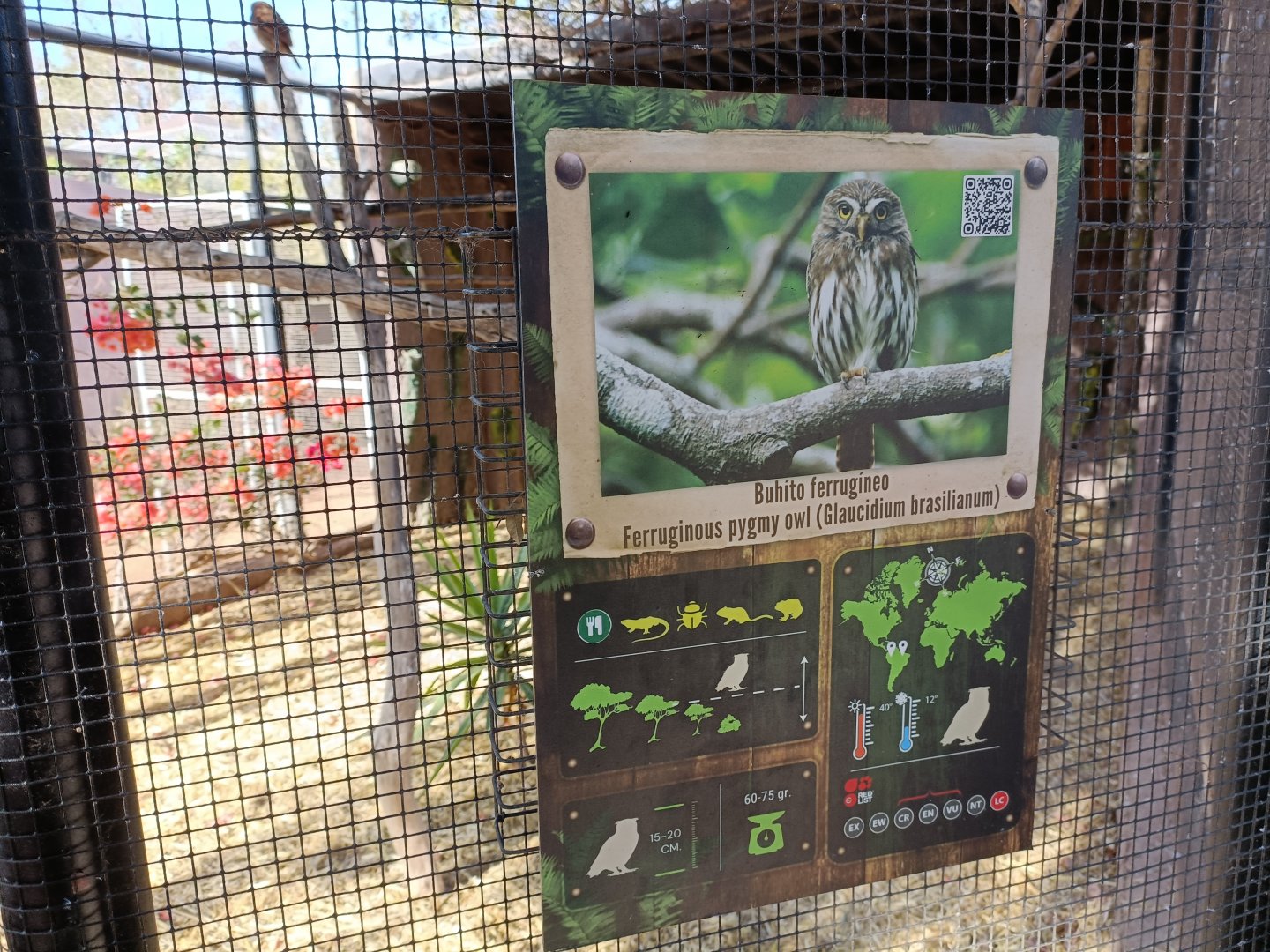 Ferruginous pygmy owl sign