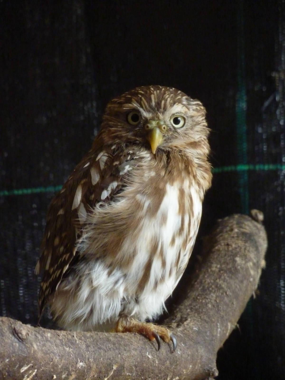 Ferruginous pygmy owl
