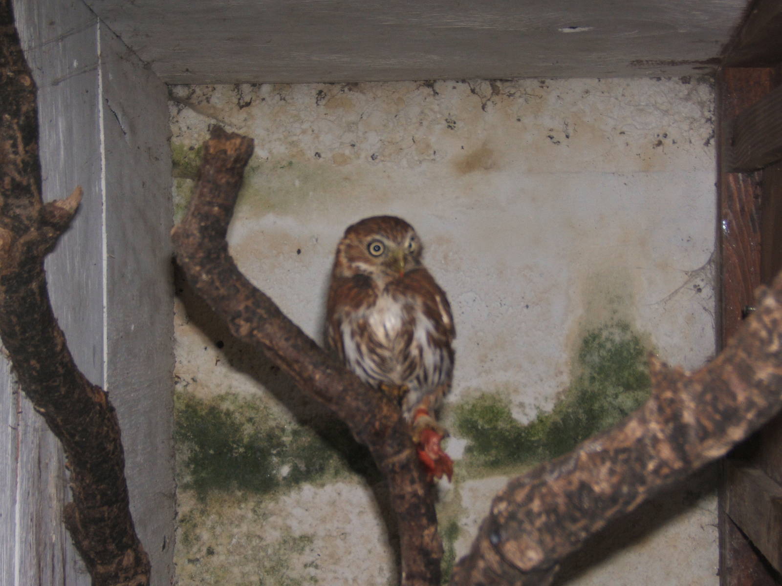 Ferruginous Pygmy Owl