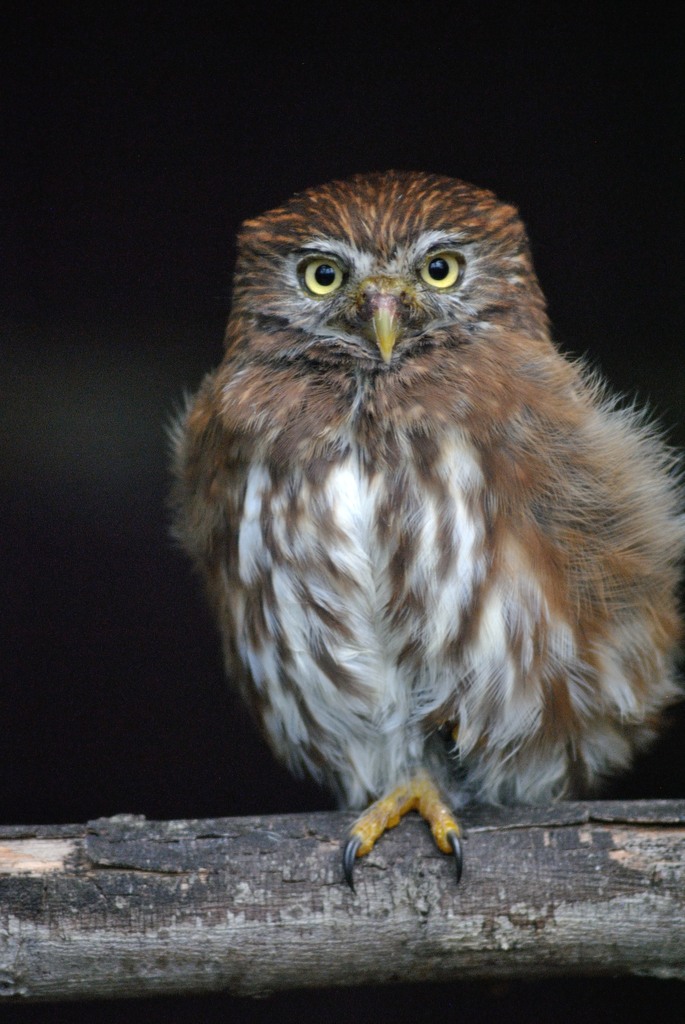 Ferruginous pygmy owl