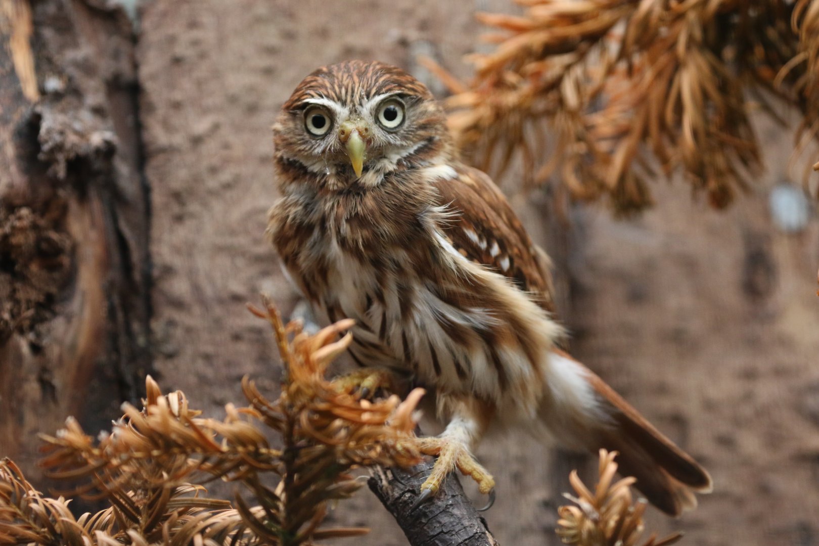 Ferruginous Pygmy Owl
