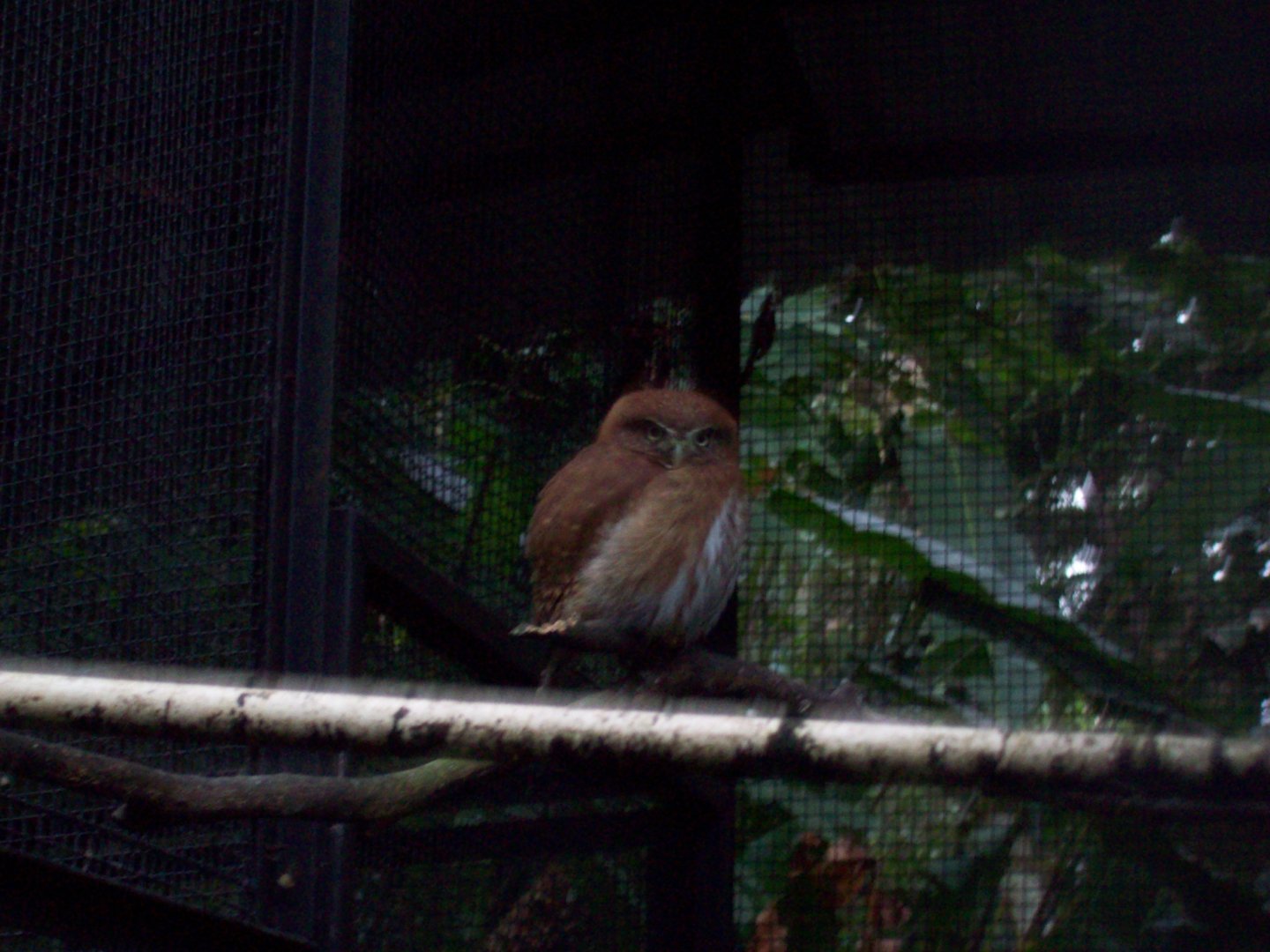 Ferruginous Pygmy-Owl