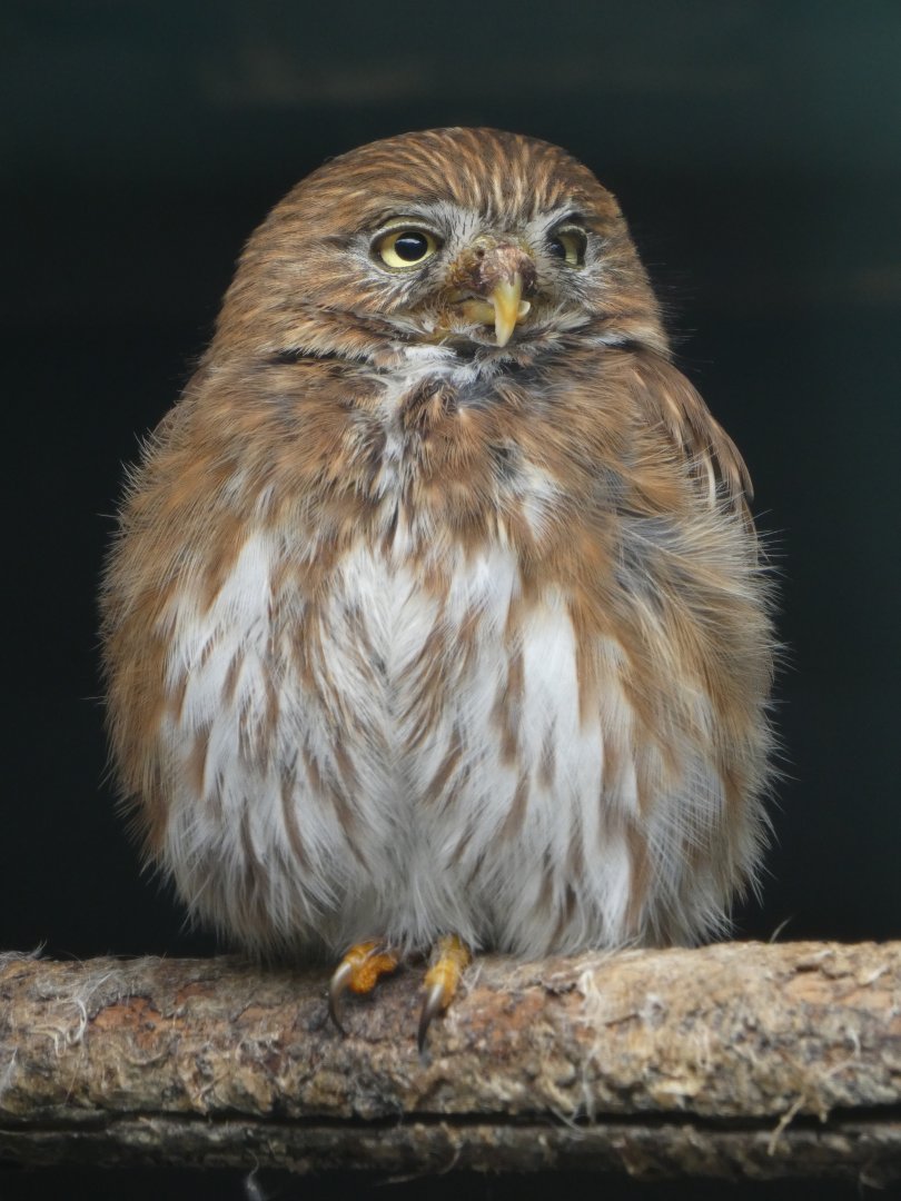 Ferruginous pygmy owl
