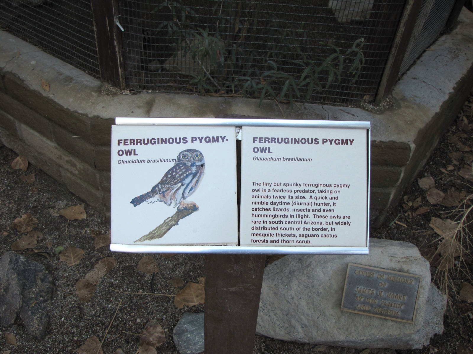 Ferruginous Pygmy Owl