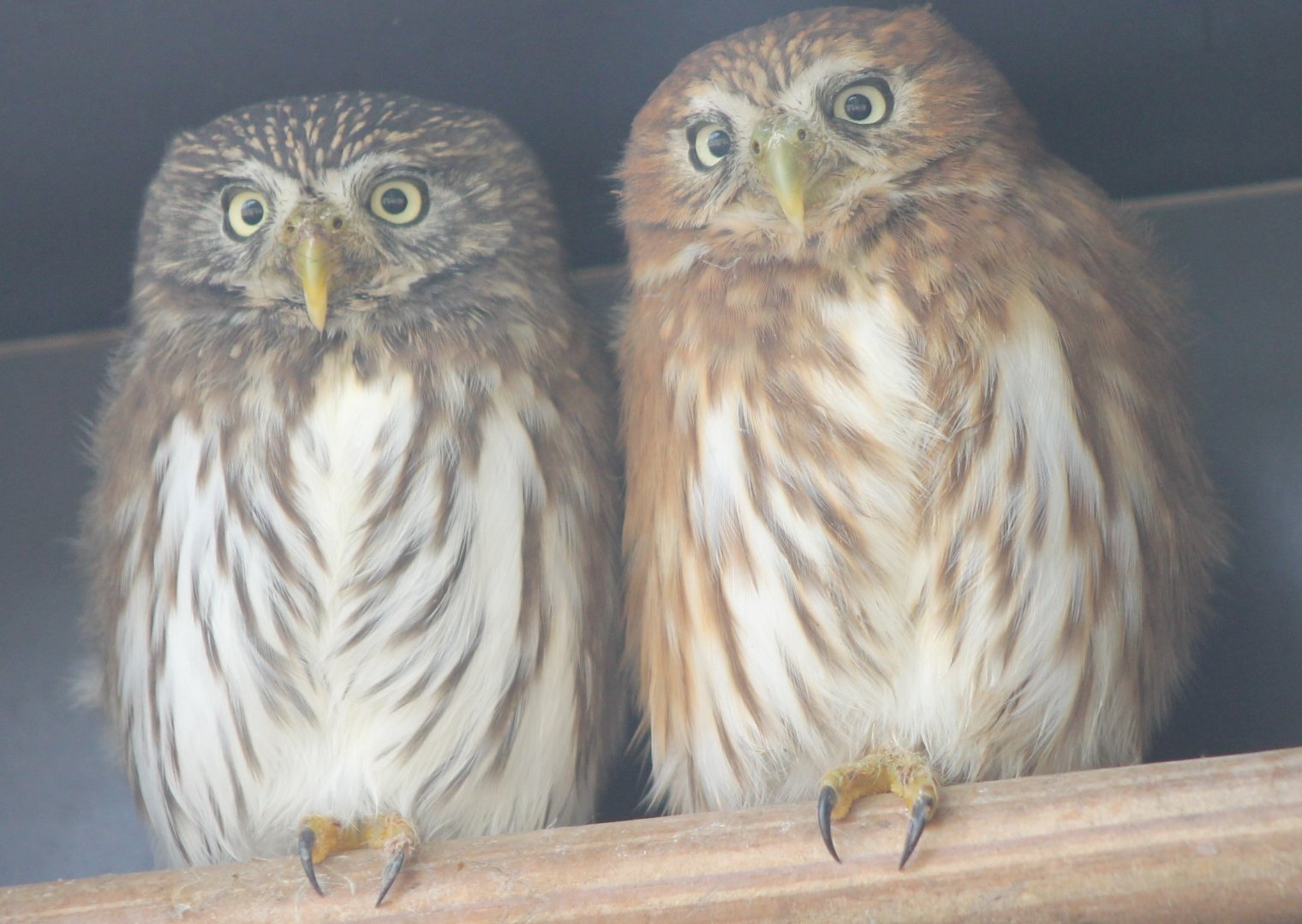 Ferruginous pygmy-owls