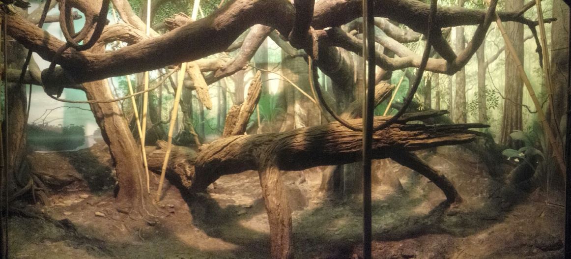 Festival of Light 2013 - Jungle Trails - Coquerel's Sifaka Indoor Exhibit P