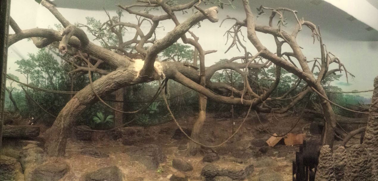 Festival of Light 2013 - Jungle Trails - Indoor Bonobo Exhibit Panorama