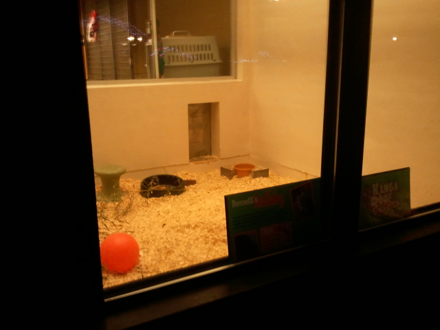 Festival of Lights 2011-Children's Zoo-Bennett's Wallaby nursery