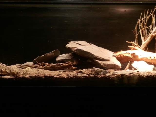 Festival of Lights 2011-Reptile house-Desert Grassland Whiptail Lizard exhi